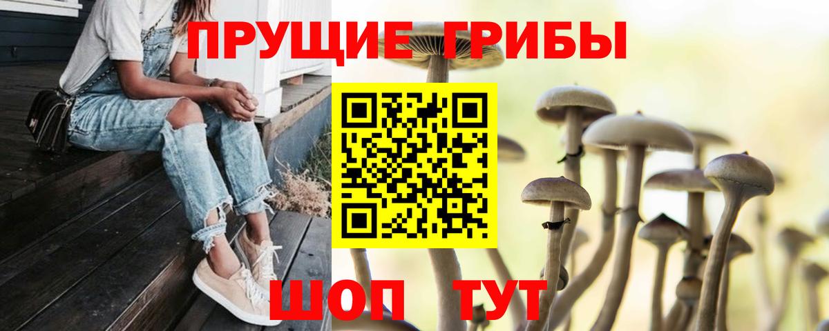 Псилоцибиновые грибы Psilocybe Пугачёв